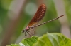 J01_2517 Calopteryx haemorrhoidalis